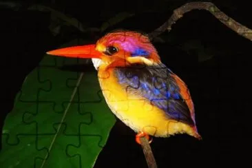 Martin pescatore di fiume