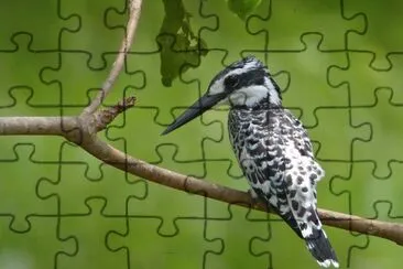 Martin pescatore bianco e nero jigsaw puzzle