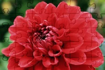 Flor hermosa