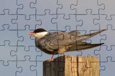 Mignattino piombato jigsaw puzzle
