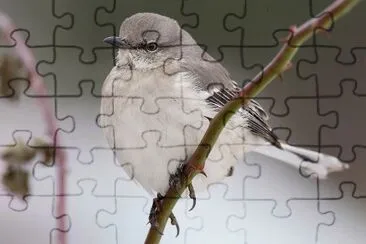 Mimo poliglotto jigsaw puzzle