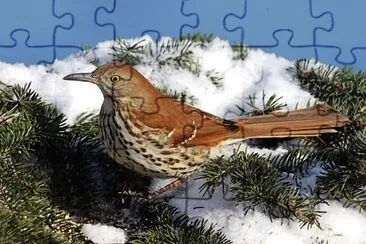 Mimo rossiccio jigsaw puzzle