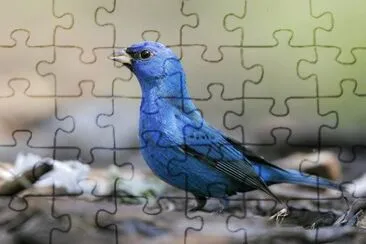 Ministro jigsaw puzzle