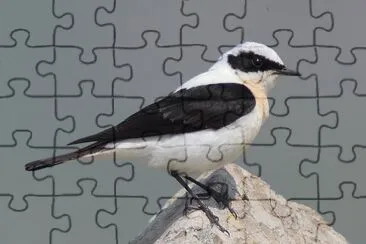 Monachella jigsaw puzzle