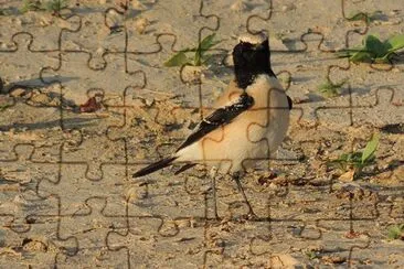 Monachella del deserto jigsaw puzzle