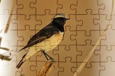 Monachella di Cipro jigsaw puzzle
