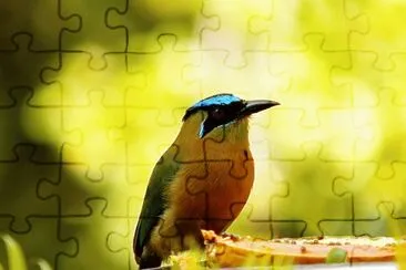 Motmot corona azzurra jigsaw puzzle