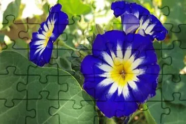 Convolvulus Tricolor