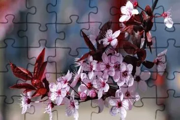 Flor de Cerezo