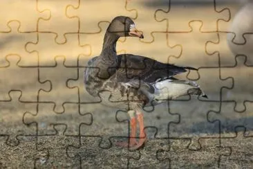 Oca lombardella jigsaw puzzle