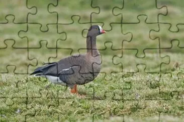 Oca lombardella minore jigsaw puzzle