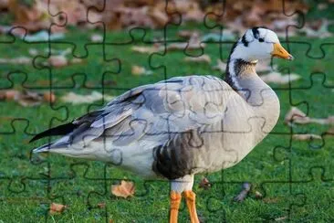 Oca indiana jigsaw puzzle