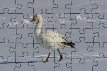 Oca delle nevi jigsaw puzzle