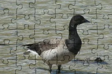 Oca colombaccio jigsaw puzzle