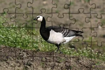 Oca facciabianca jigsaw puzzle