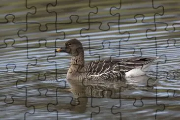 Oca granaiola della tundra jigsaw puzzle
