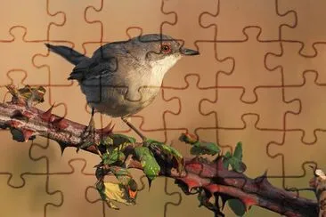 Occhiocotto jigsaw puzzle