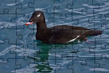 Orco marino jigsaw puzzle