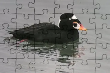 Orco marino dagli occhiali jigsaw puzzle