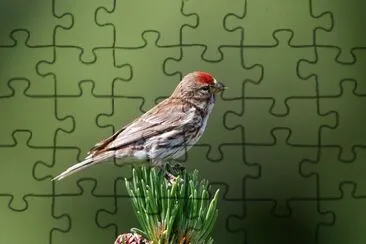 Organetto jigsaw puzzle