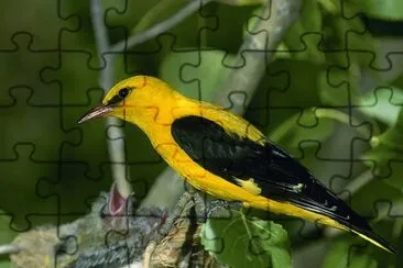 Oropendola europea jigsaw puzzle