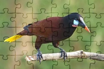 Oropendola jigsaw puzzle