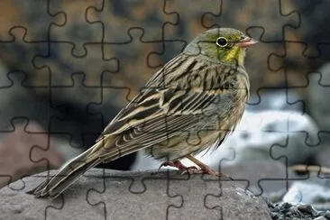 Ortolano jigsaw puzzle