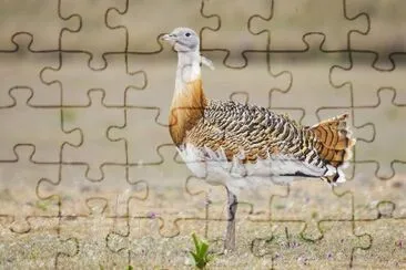 Otarda comune jigsaw puzzle