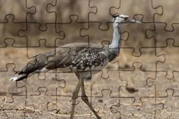 Otarda araba jigsaw puzzle