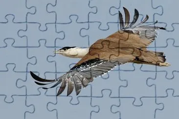 Otarda indiana jigsaw puzzle
