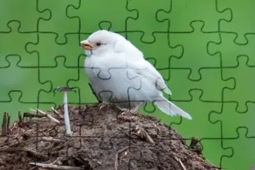 Passero bianco jigsaw puzzle