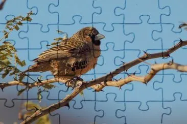 Passero repubblicano jigsaw puzzle