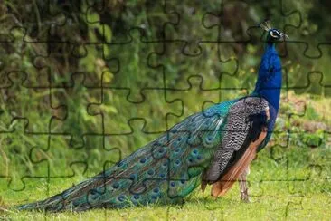 Pavone indiano jigsaw puzzle