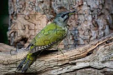 Picchio cenerino jigsaw puzzle