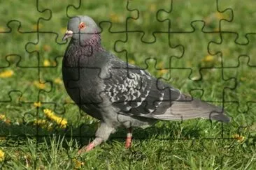 Piccione selvatico jigsaw puzzle