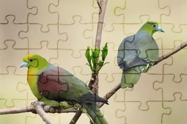 Piccione verde africano jigsaw puzzle