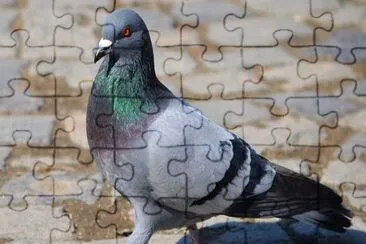 Piccione comune jigsaw puzzle