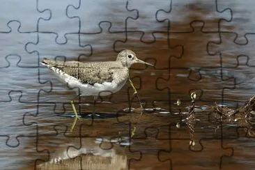 Piro piro solitario