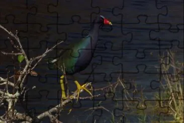 פאזל של Pollo sultano della martinica