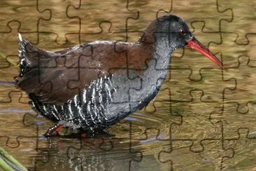 Porciglione africano jigsaw puzzle