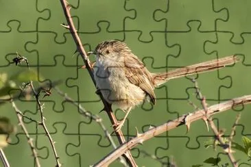 Prinia gracile jigsaw puzzle