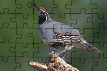 Quaglia di Gambel jigsaw puzzle