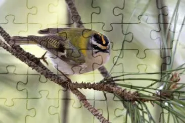 Regolo jigsaw puzzle