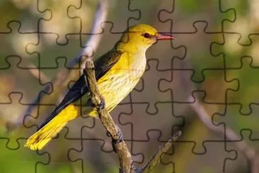 Rigogolo jigsaw puzzle