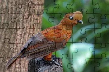 Rupicola peruviana jigsaw puzzle