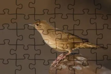 Salciaiola jigsaw puzzle