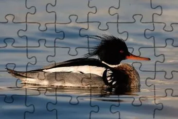 Smergo minore jigsaw puzzle