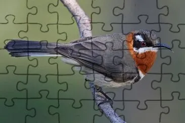 Spinoncino occidentale jigsaw puzzle