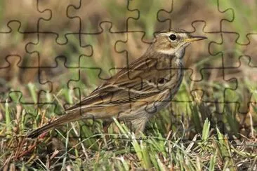 Spioncello jigsaw puzzle