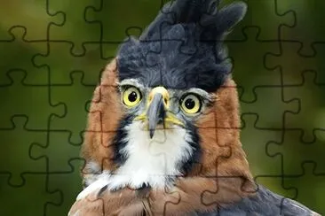 Spizaeto ornato jigsaw puzzle
